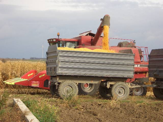 CIMG2948 Der Mais hinter unserem Garten wurde abgeerntet. Sah aus wie Gold.