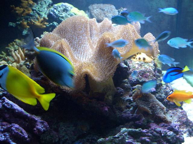 CIMG2987 Ein Blick ins Aquarium - dort wchst und gedeiht alles!