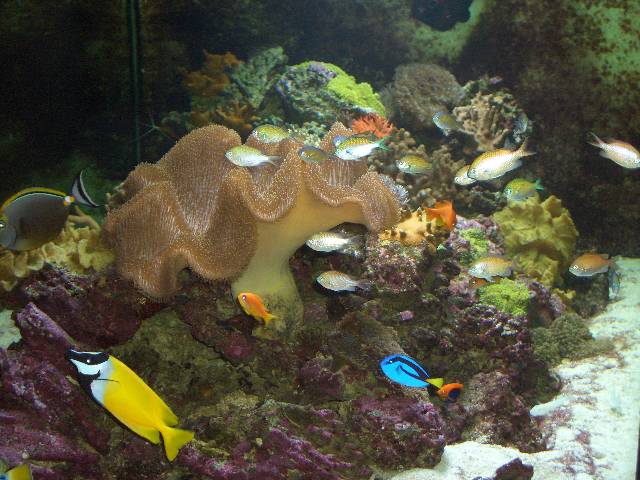 CIMG2989 Und die Fischer haben immer Hunger.