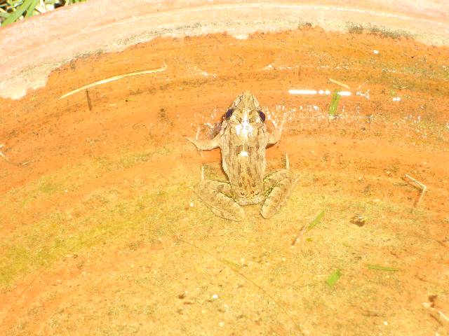 CIMG3113 unser Hausfrosch