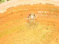 CIMG3113 unser Hausfrosch